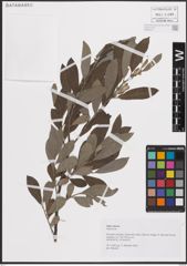 Foto von Salix cinerea L.